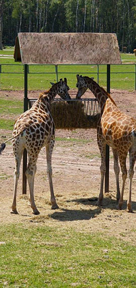 l'observatoire des girafes