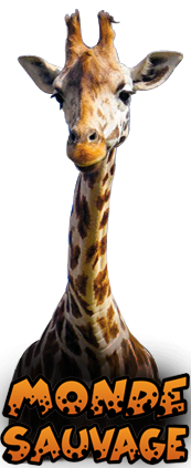 girafe monde sauvage